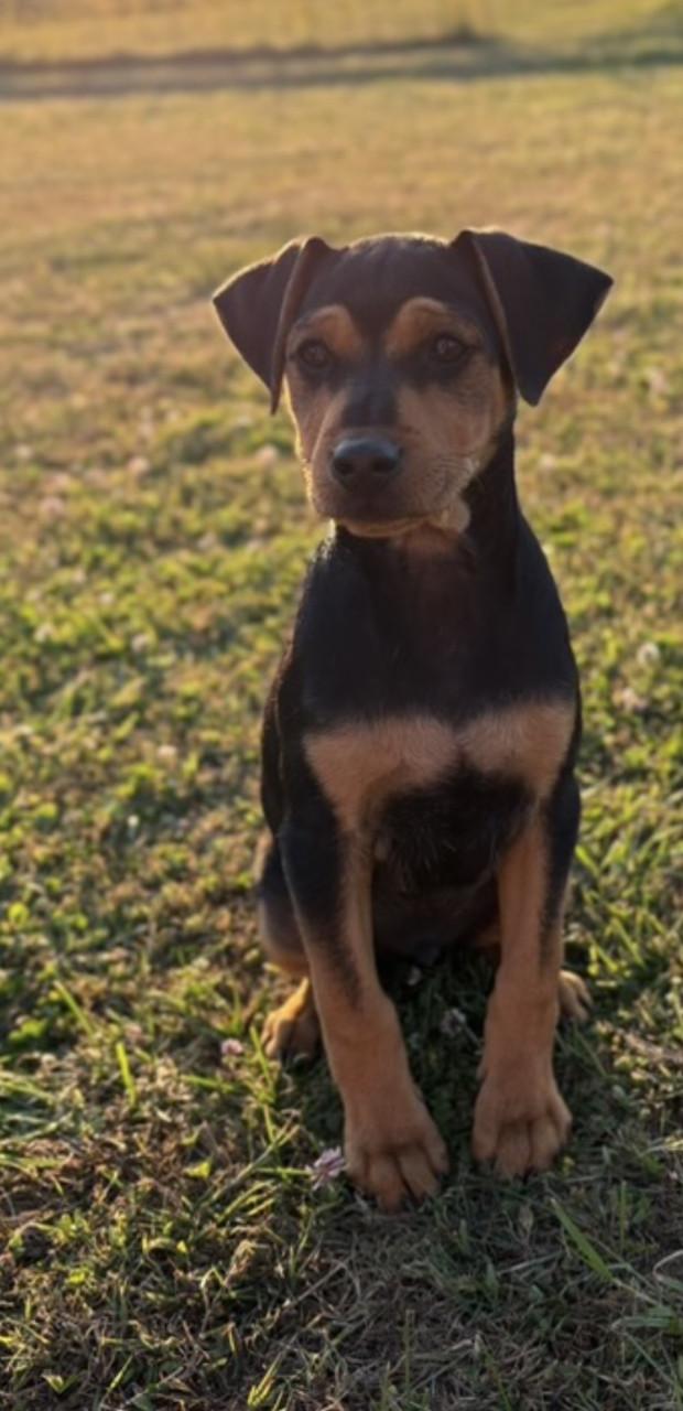 Prachtige Boerenfox pup