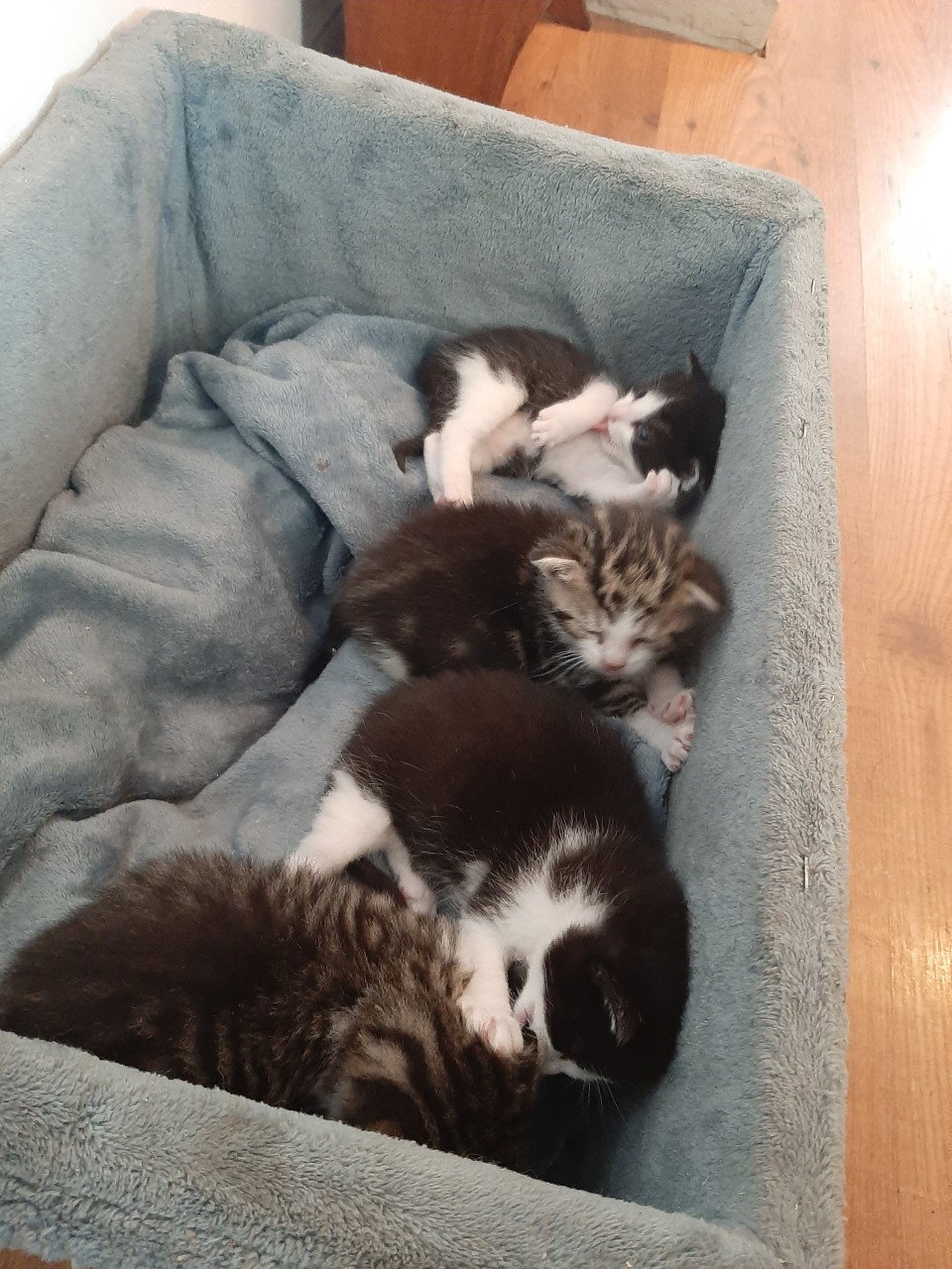 Kittens