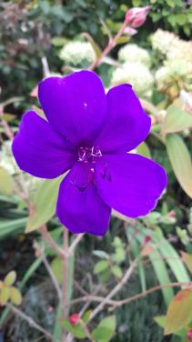 Tibouchina
