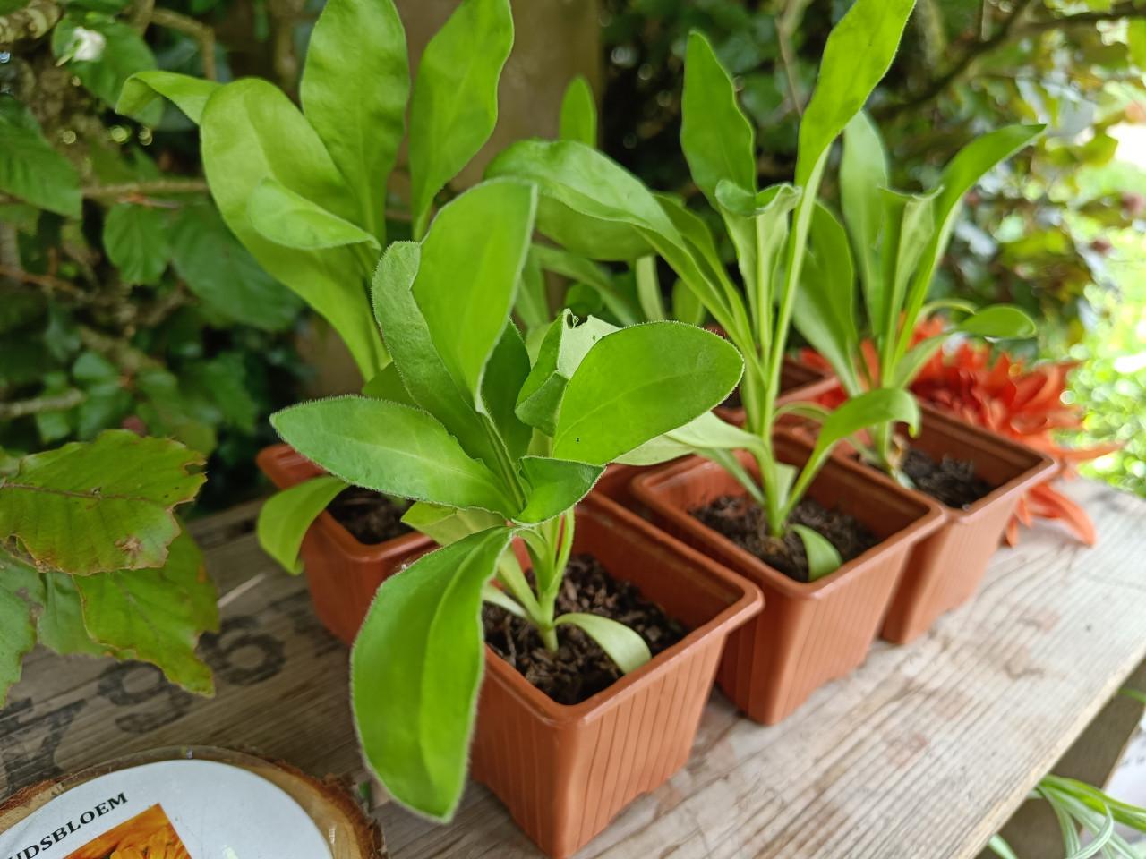 🐴🌱 Biologische paard vriendelijke plantjes 🌱🐴