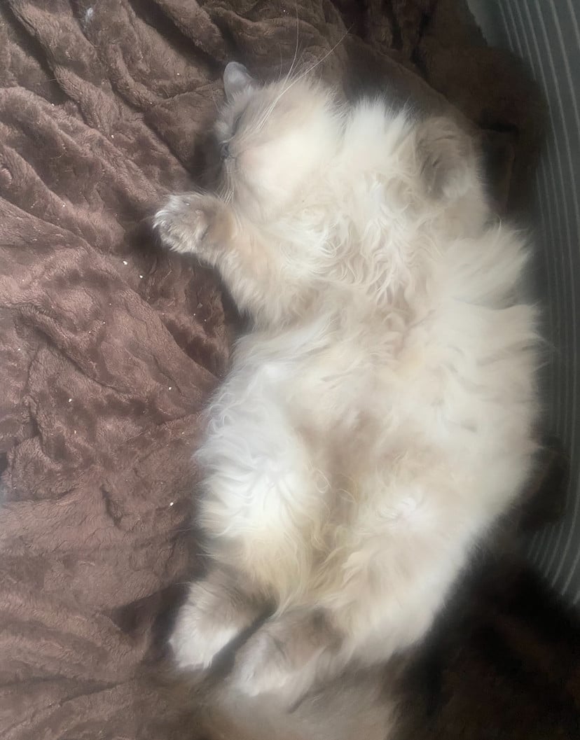 Ragdoll poes met stamboom