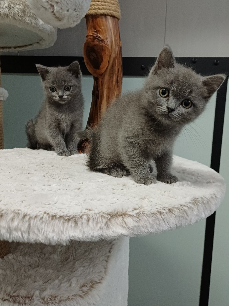 Leuke Brits Korthaar x Ragdoll kittens beschikbaar