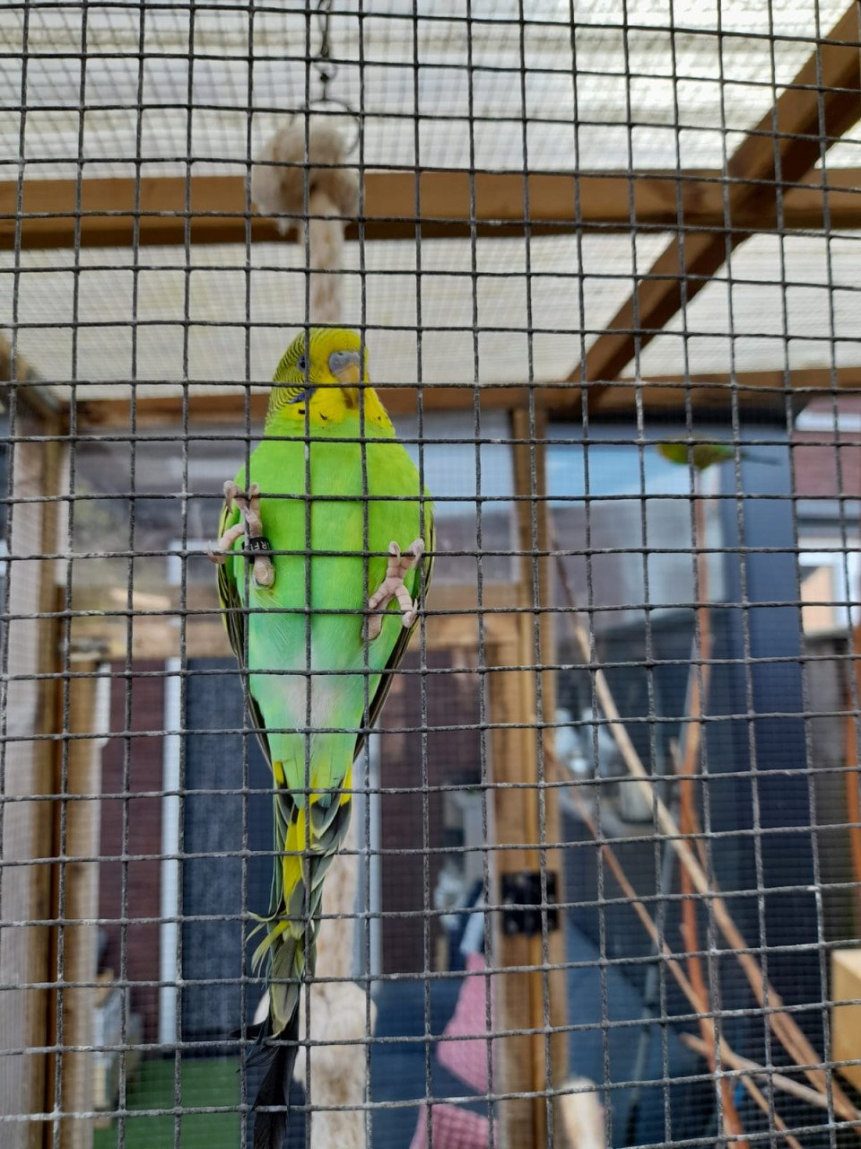 Jonge grasparkieten uit buitenvolière