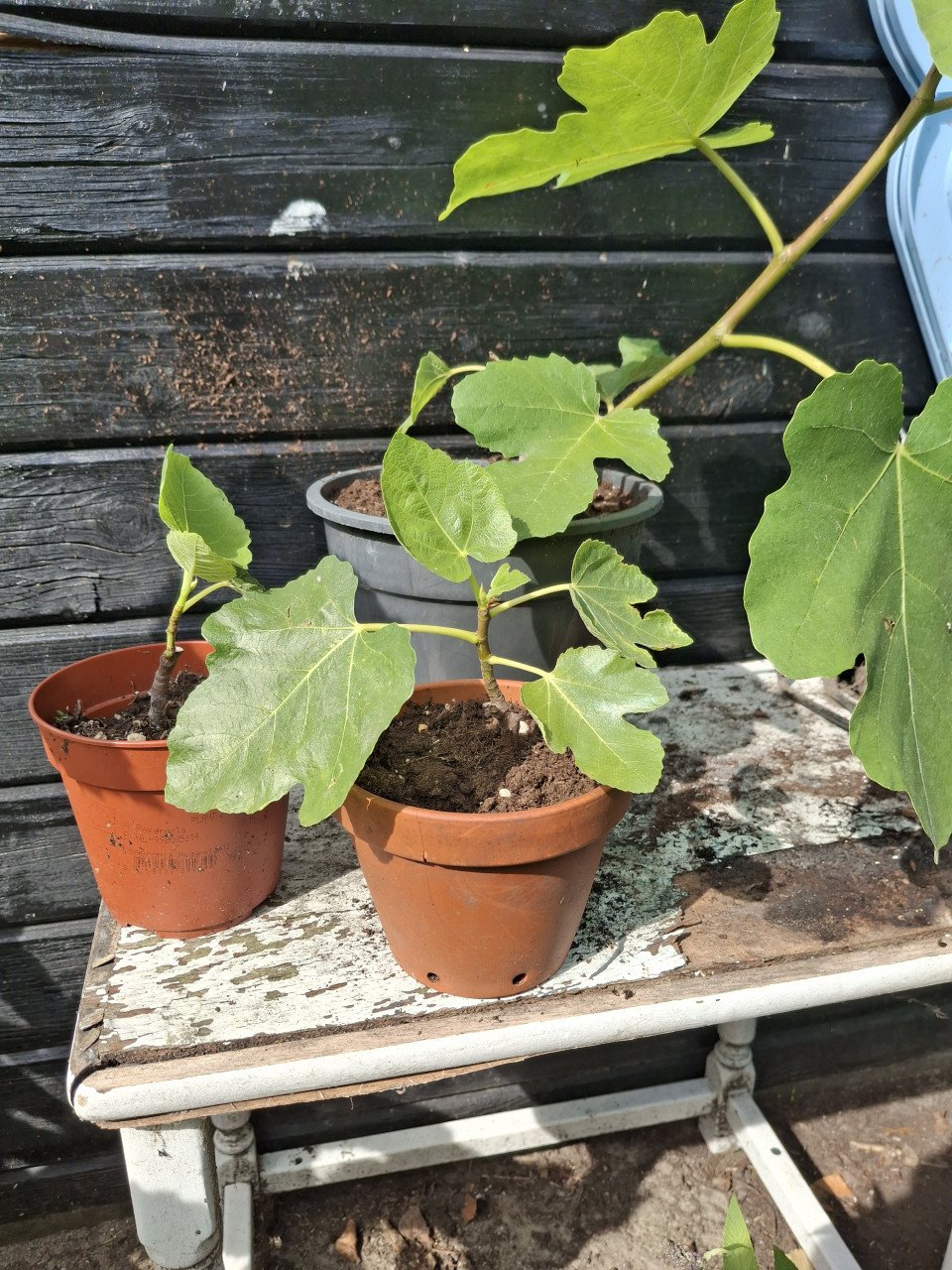 Vijgenplant