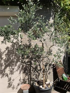 Mooie grote olijfboom