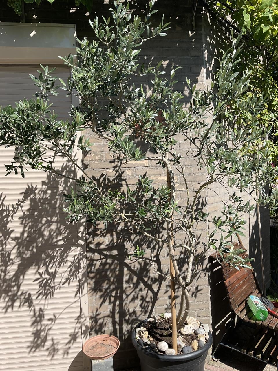 Mooie grote olijfboom