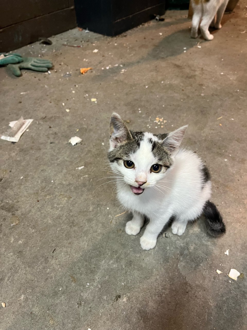 Kittens