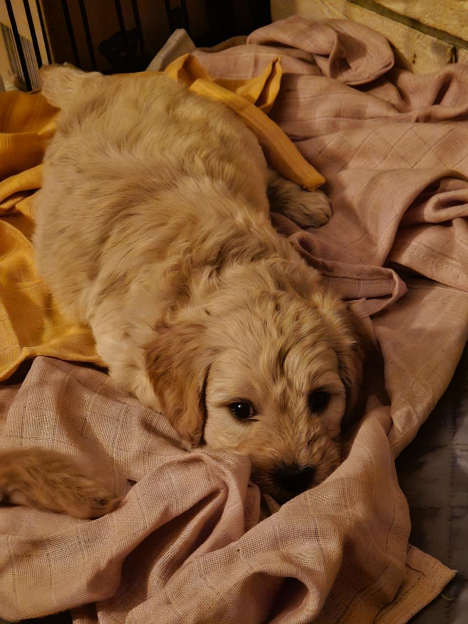 Goldendoodle f1 x australian labradoodle pups