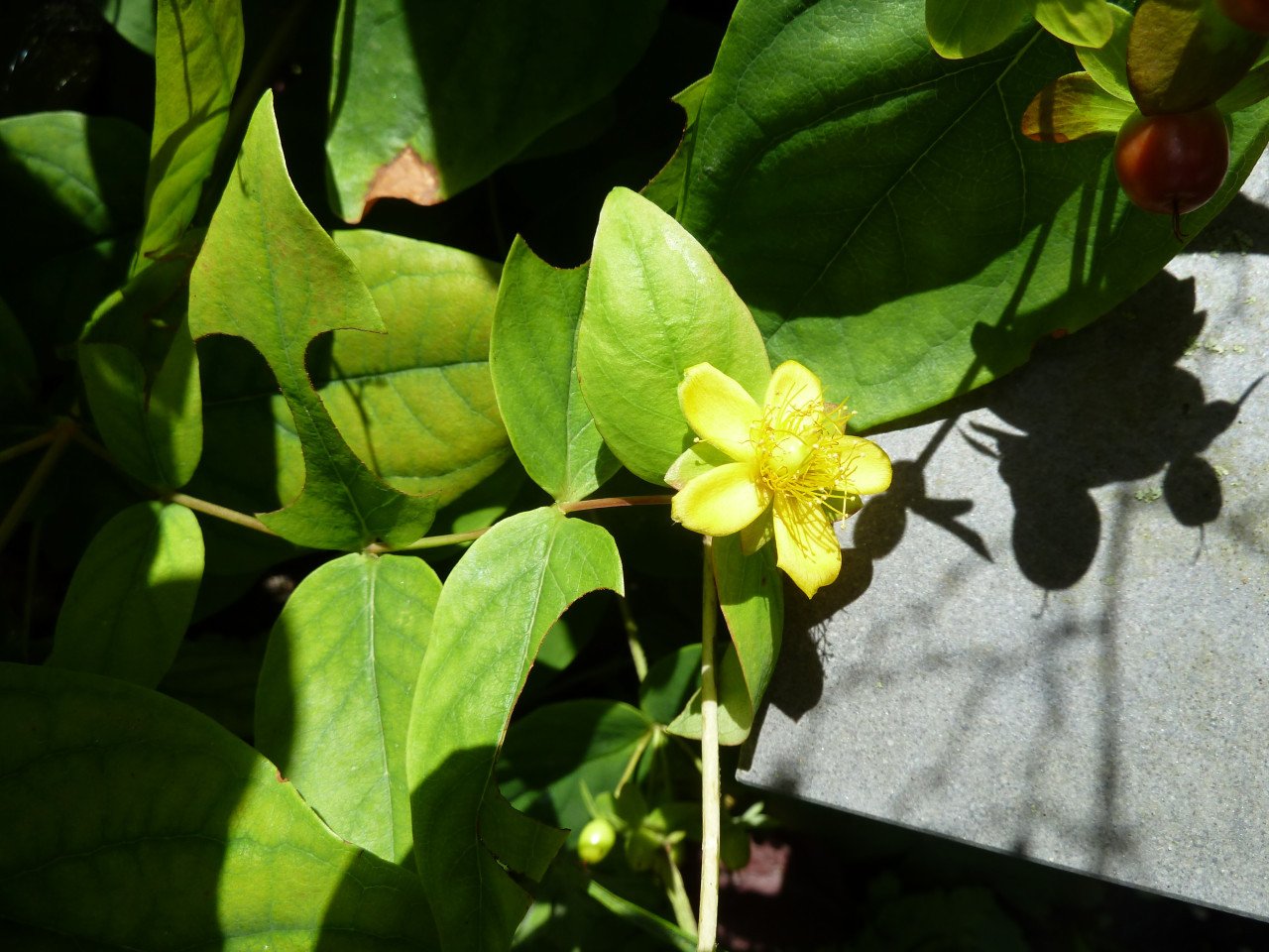 HYPERICUM
