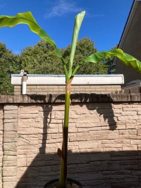Bananenplant