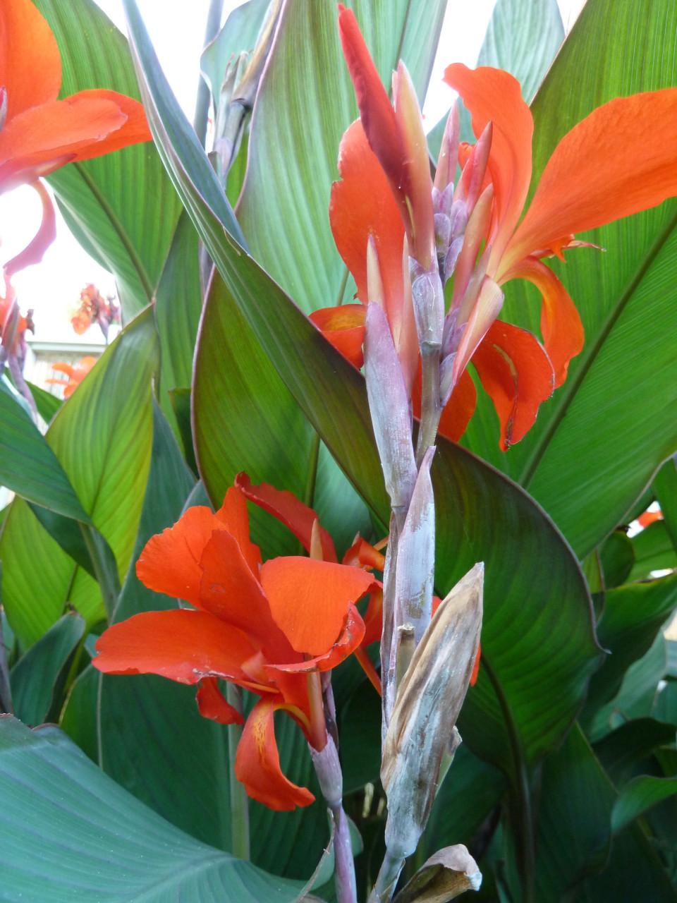 MOOIE BLOEIENDE CANNA IN STENEN POT