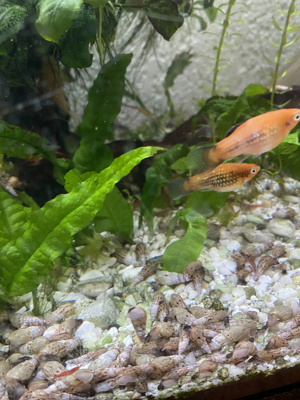 Aquariumvissen
