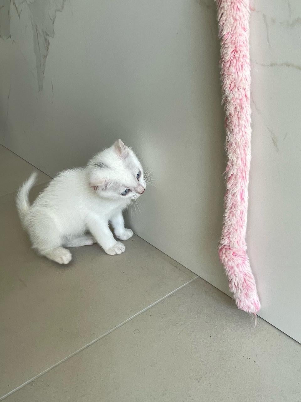 Kittens