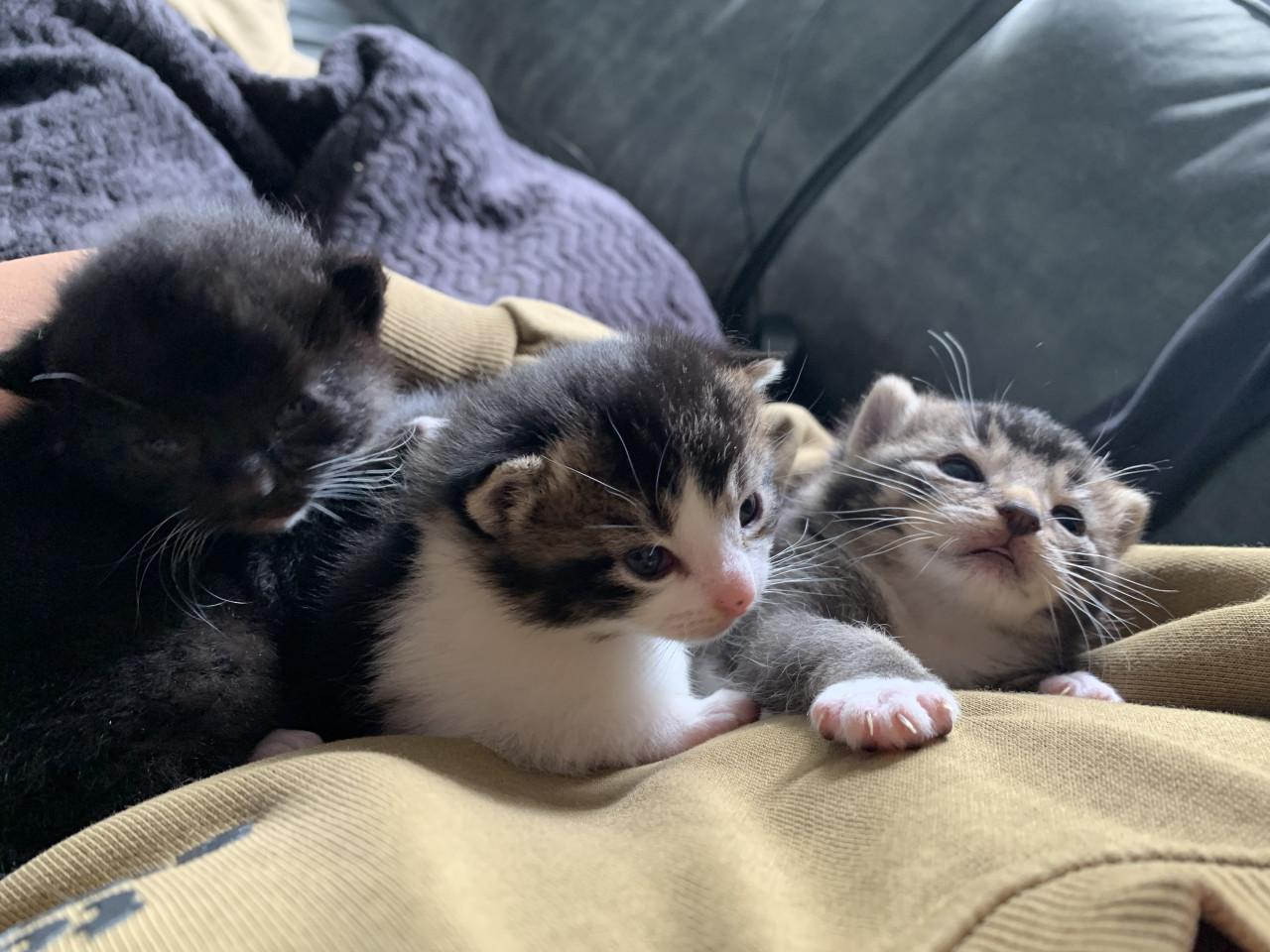 Kittens te koop ( gereserveerd)