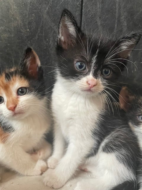Kittens