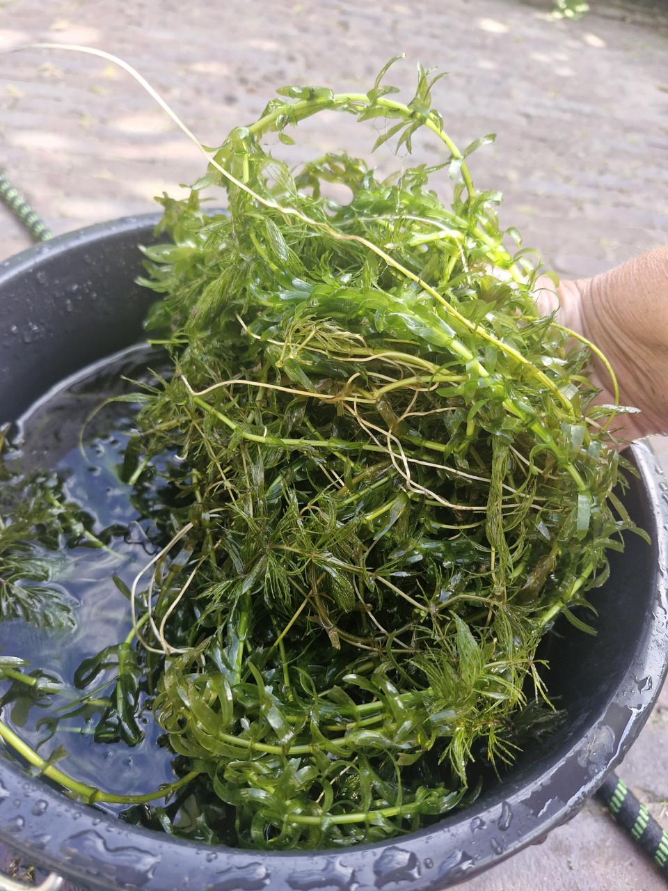 Vijverplanten/zuurstofplanten