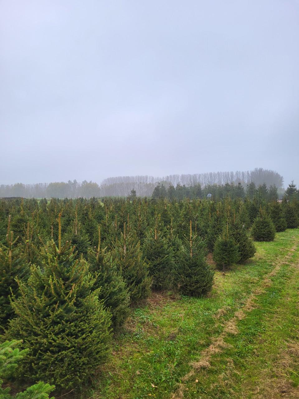 Kerstbomen 1 tot 7 meter