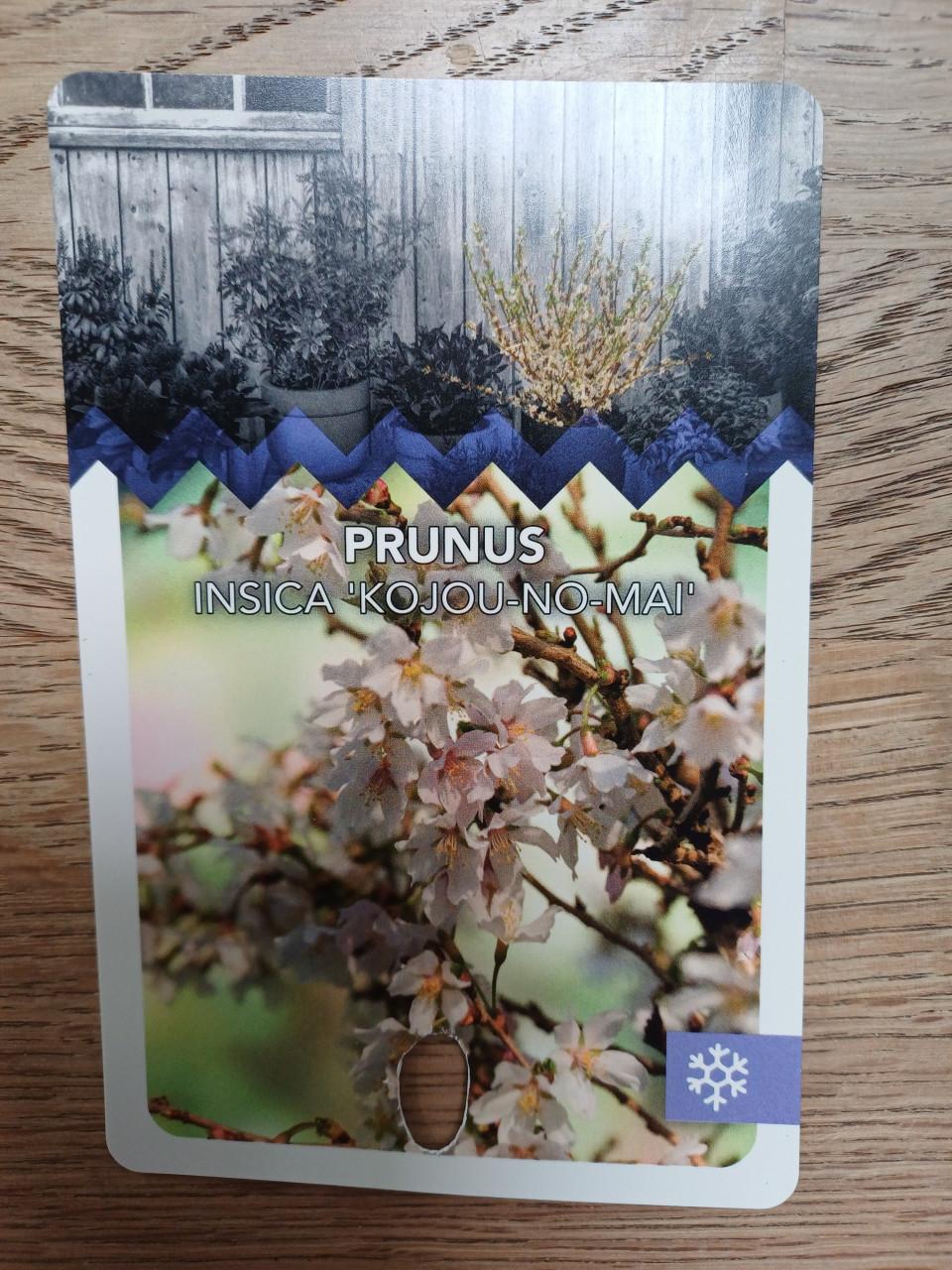 Zin in de LENTE? Prachtig PRUNUS struikje incl. buitenpot