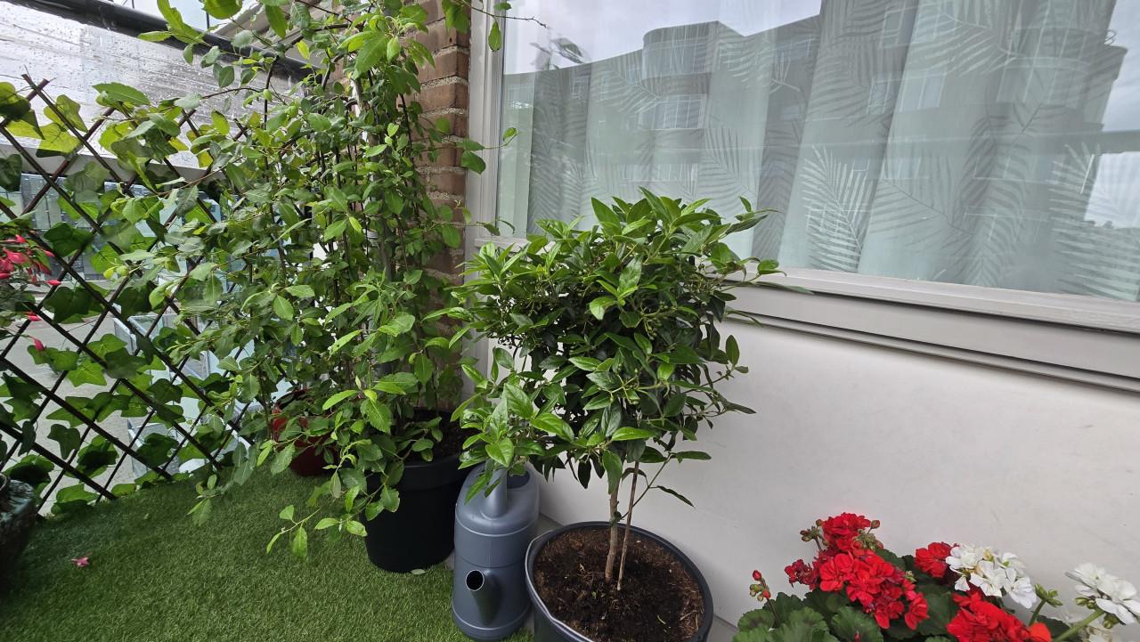 18 prachtige balkon- en tuinplanten