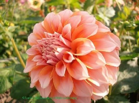 DAHLIAKNOLLEN te koop