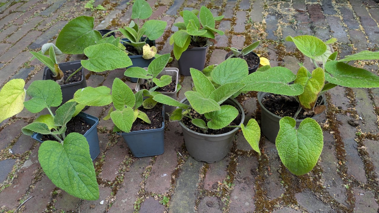 Brandkruid of etagebloem