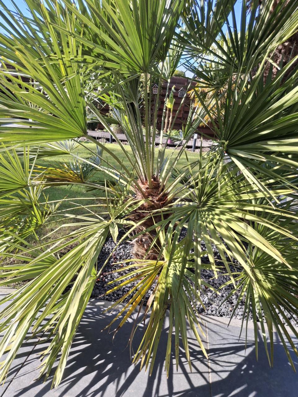 Dwergplm  (Chamaerops Humilis)