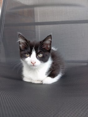 Kitten vrouwtje