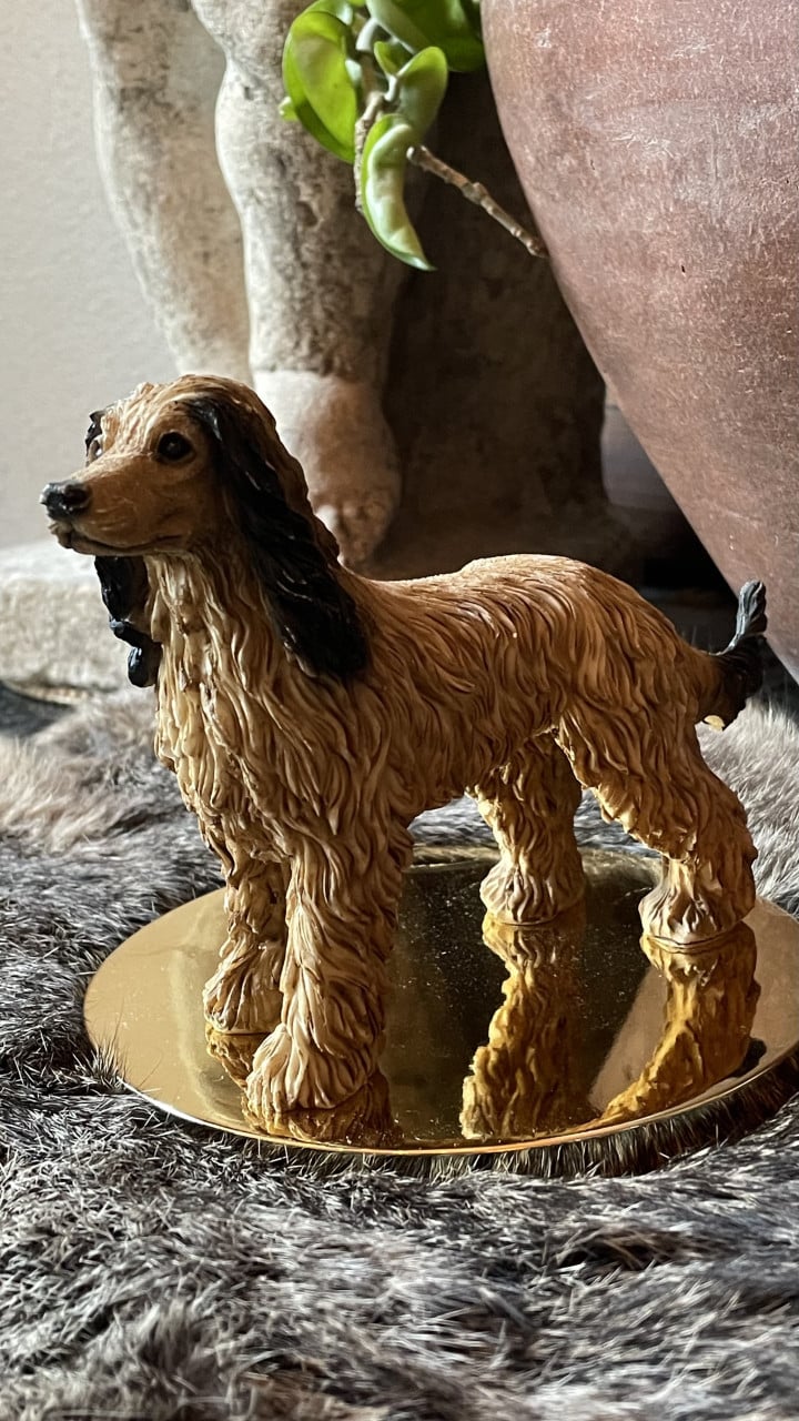 Afghaanse windhond en setter