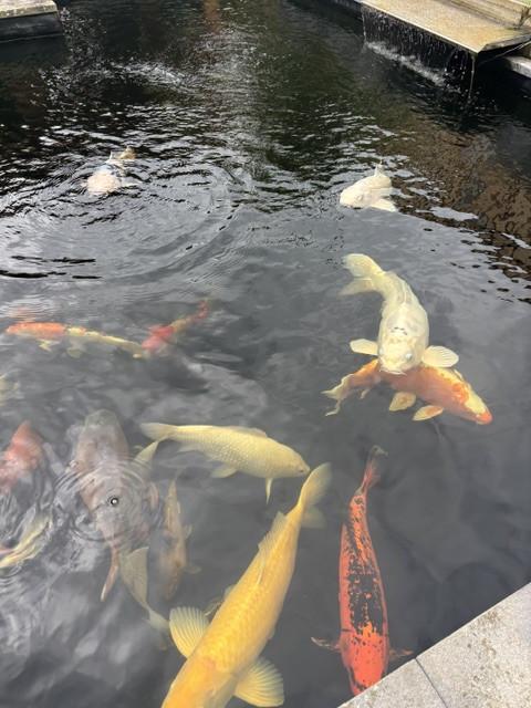 Koi vissen