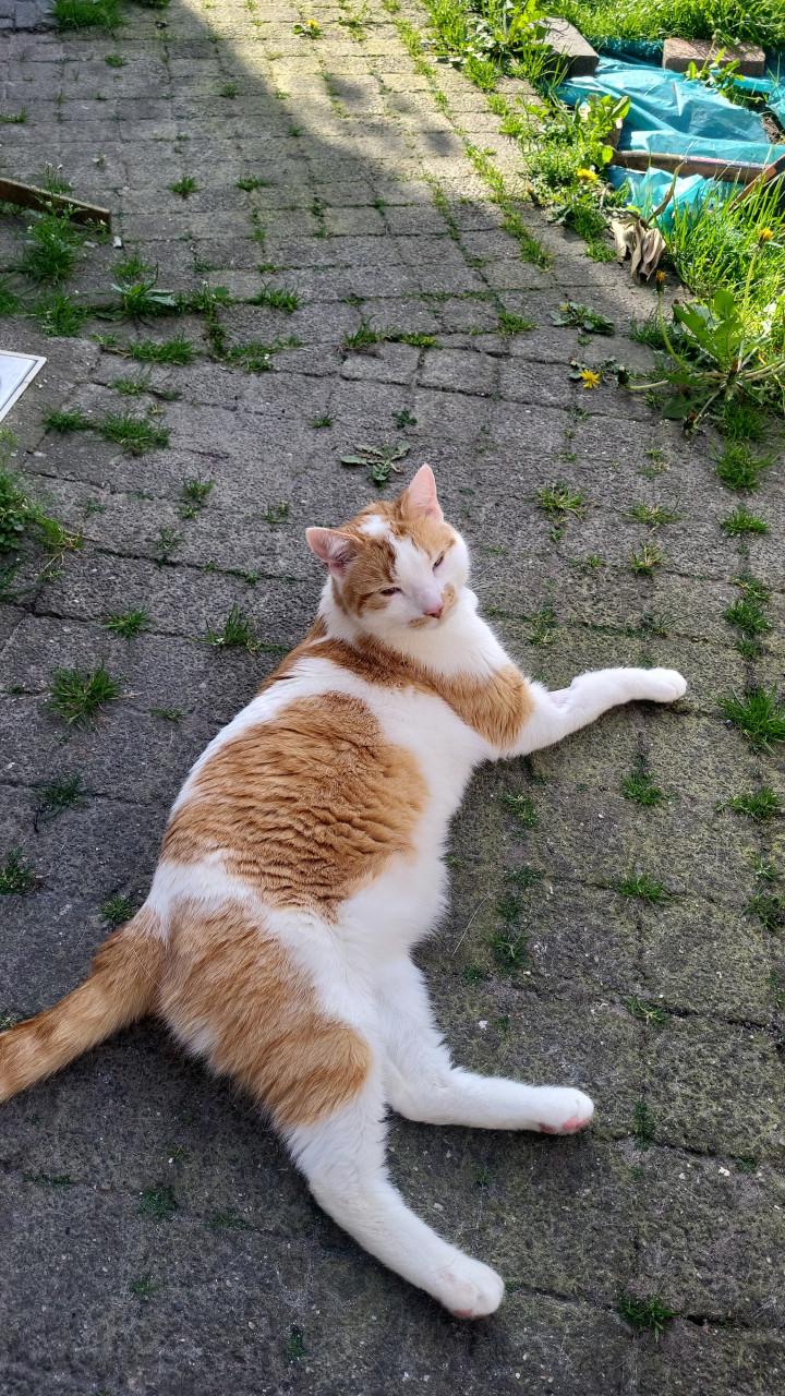 Katten