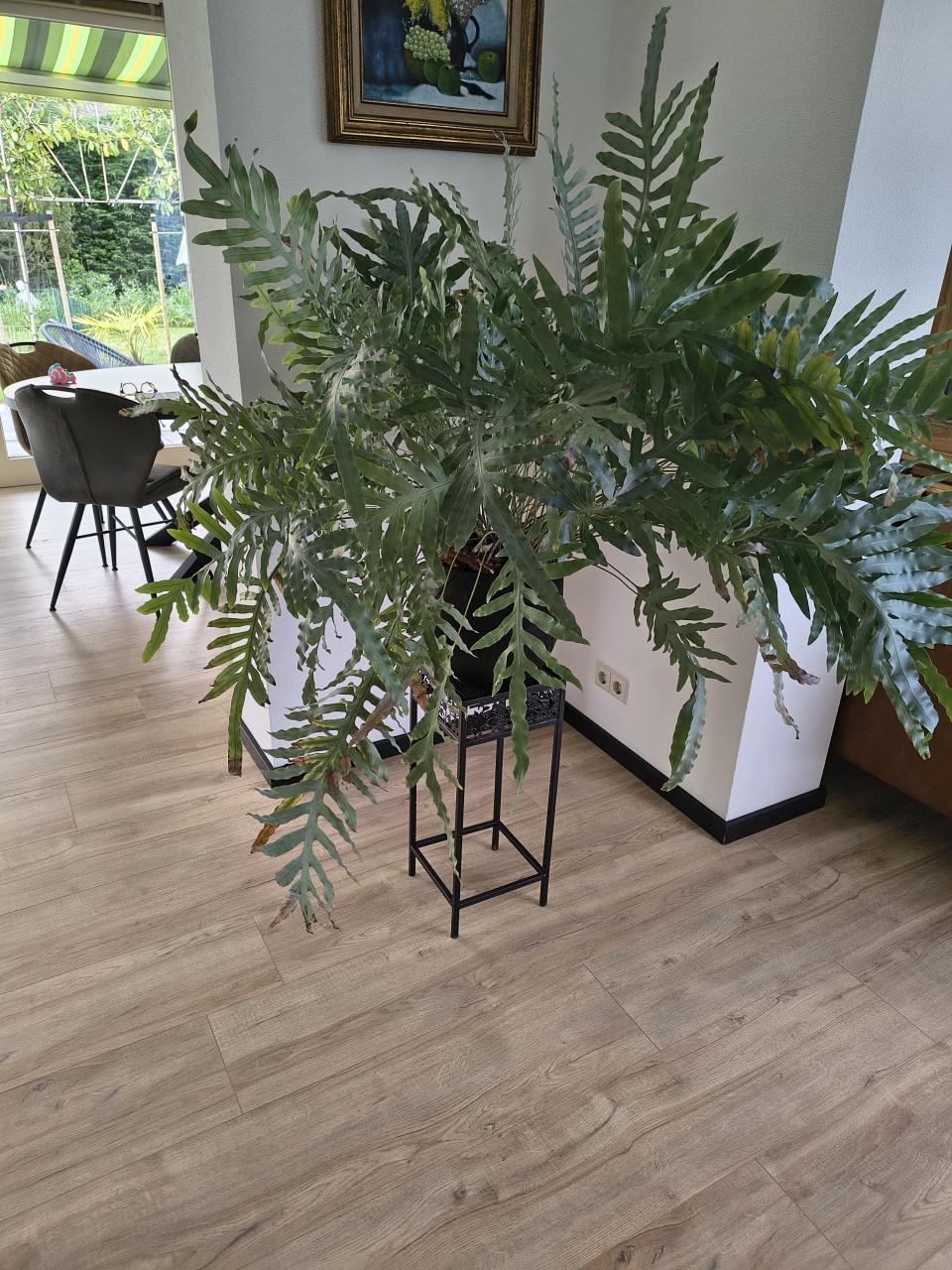 Brede varen kamerplant