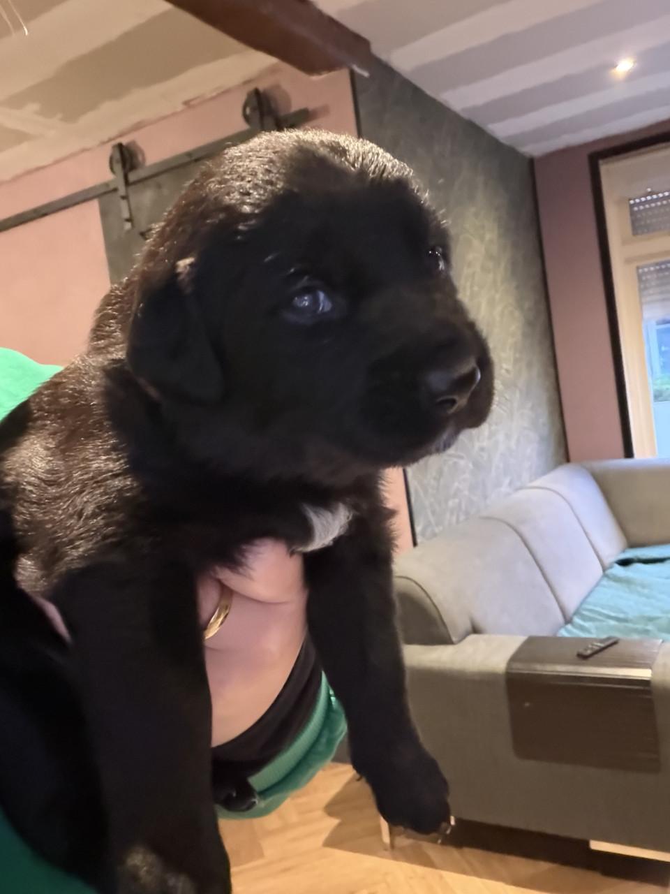 Duitse herder - labrador pups (nog 1 teefje beschikbaar)