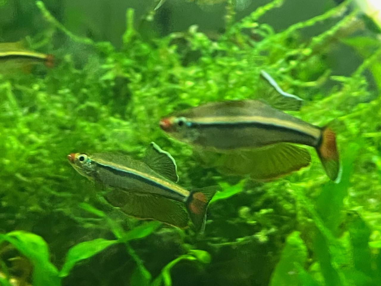 Vietnamese Danio's ( Tanichthys micagemmae )
