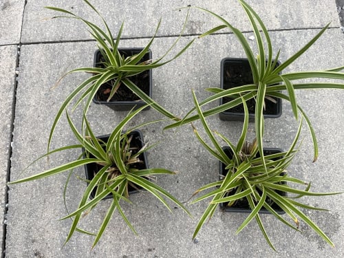 Siergras Carex Morrowii 'Goldband