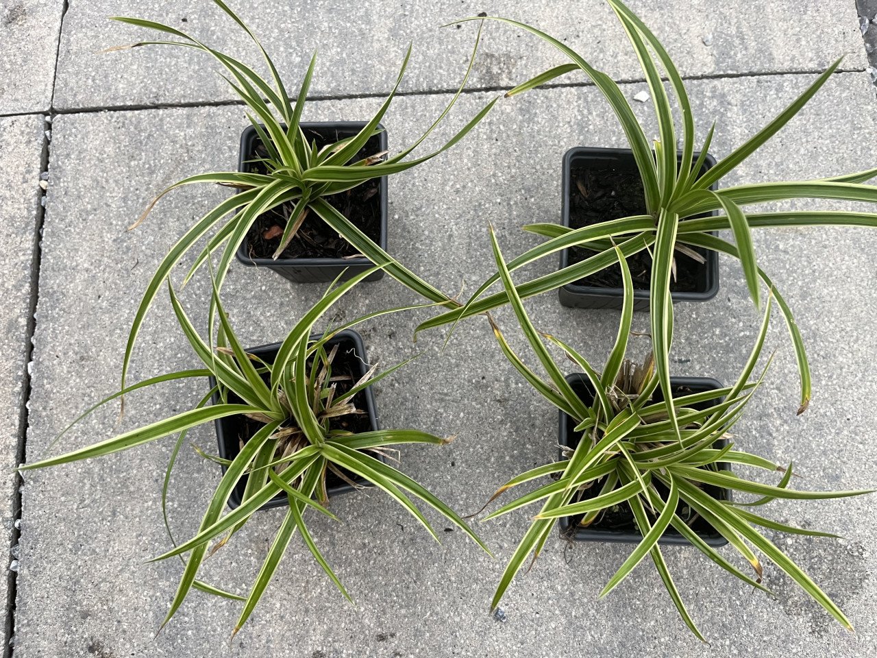 Siergras Carex Morrowii 'Goldband
