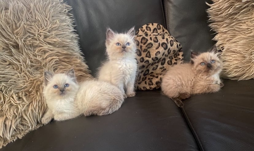Ragdoll kitten poes