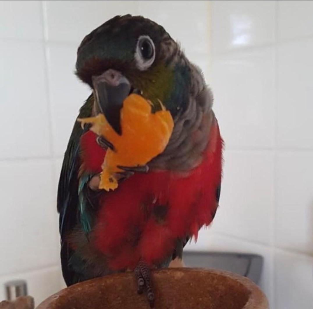 Pyrrhura perlata poppen