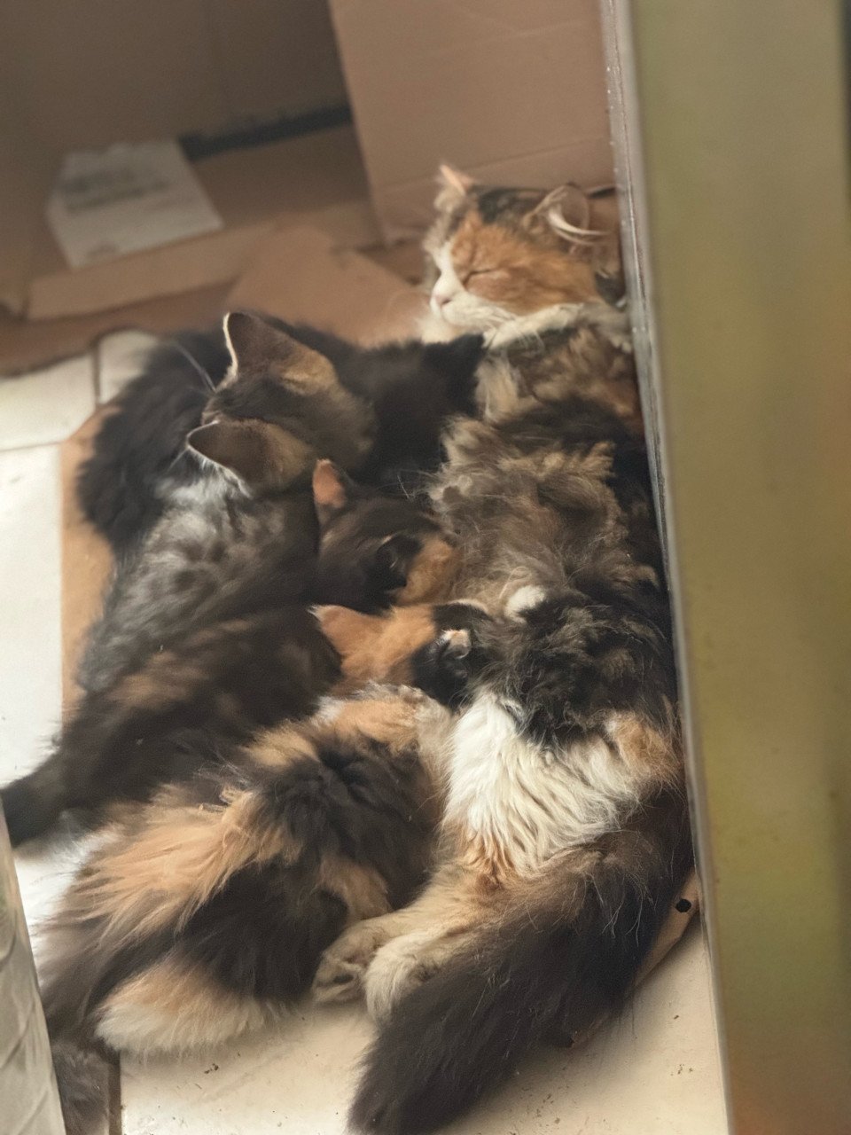 Kittens pers/maincoon