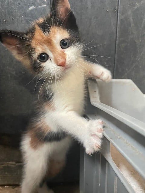 Kittens