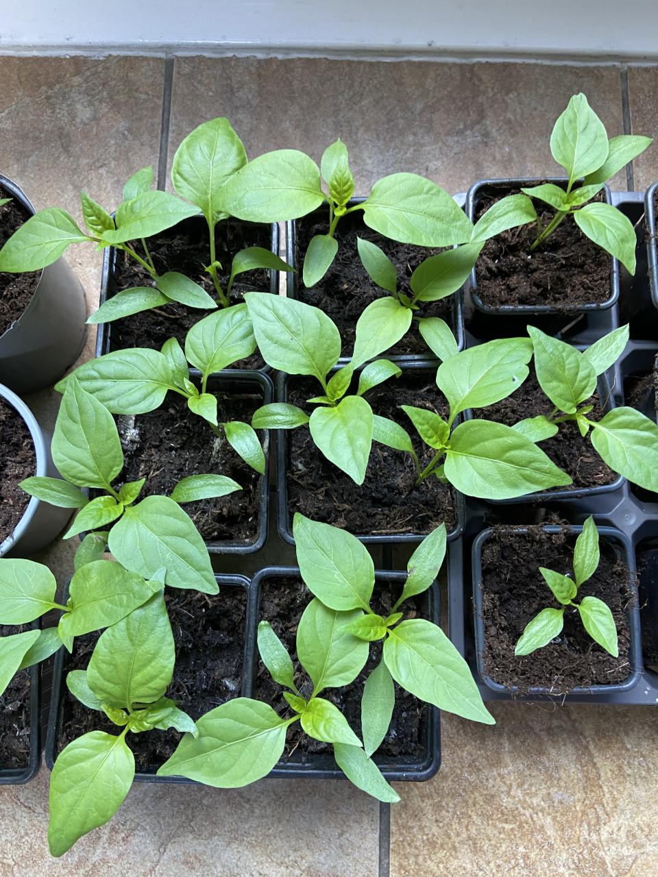 12 paprika plantjes