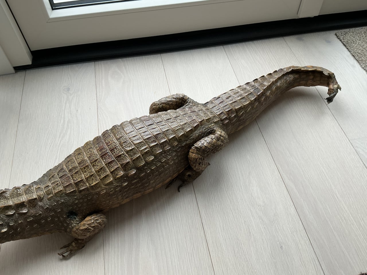 Unieke Opgezette Kaaiman uit de Jaren ’60 – Prachtige Staat!