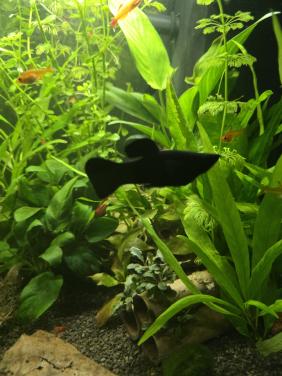 Black molly