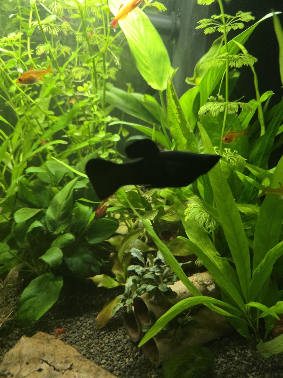 Black molly