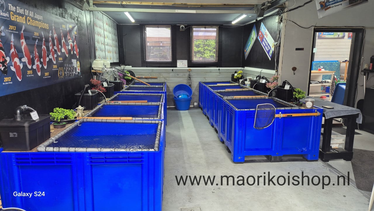 10% korting bij maorikoishop