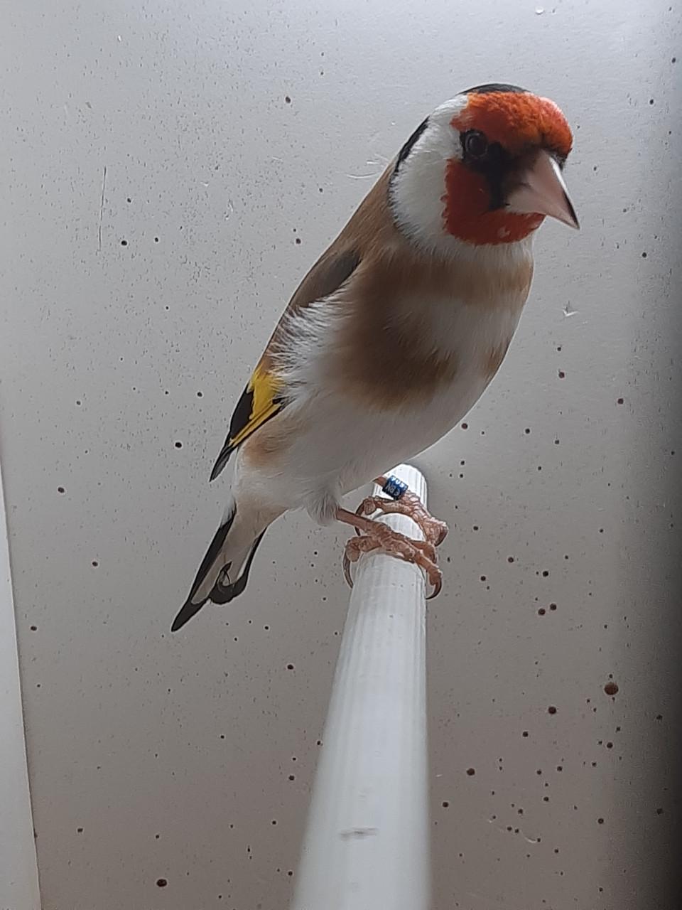 2 koppels putters en losse pop