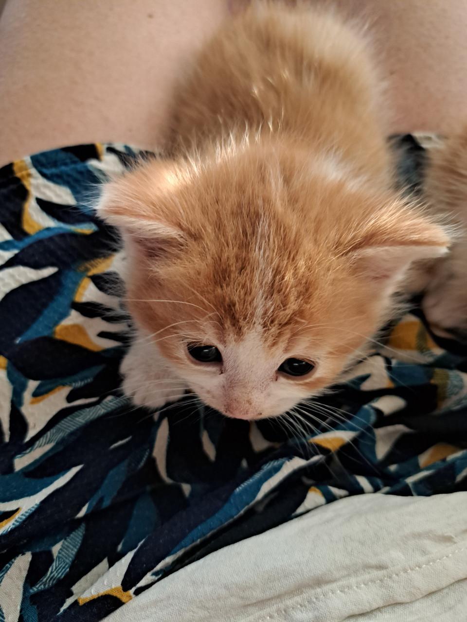 Kittens