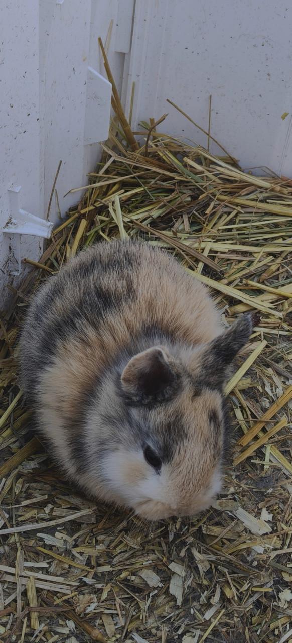 Lieve baby konijntjes