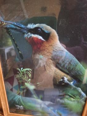 Mooie afbeelding vogel