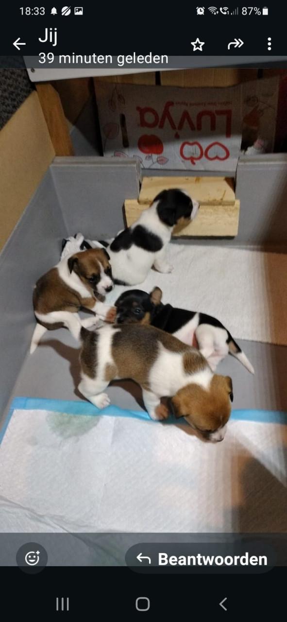 Jack Russel pups te koop