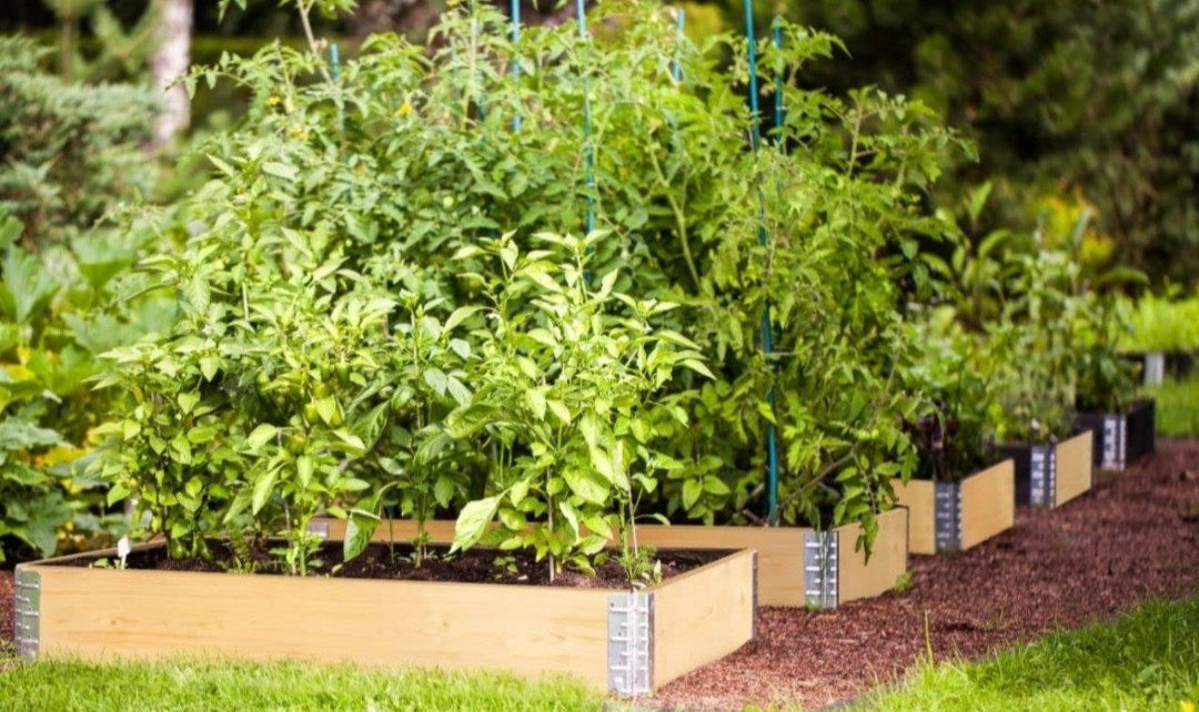 Moestuin bakken / palletranden